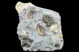 Ammonite (Promicroceras) Cluster - Somerset, England #86255-1